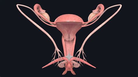 vulva pics|File : Female Genital Organs (frontal view) detailed macro.jpg